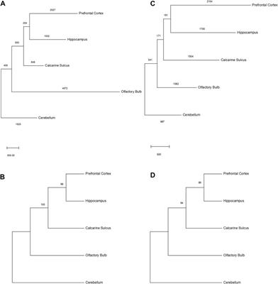 RDA coupled with deep sequencing detects somatic SVA-retrotranspositions and mosaicism in the human brain